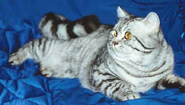 CATS портал - сайт любителів кішок