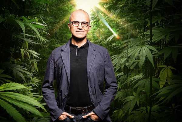 Microsoft зацікавлена ​​в розробці ПЗ для легального ринку марихуани